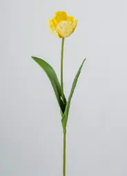 [7061] parrot tulip (Alternative 4)