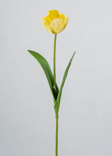 parrot tulip