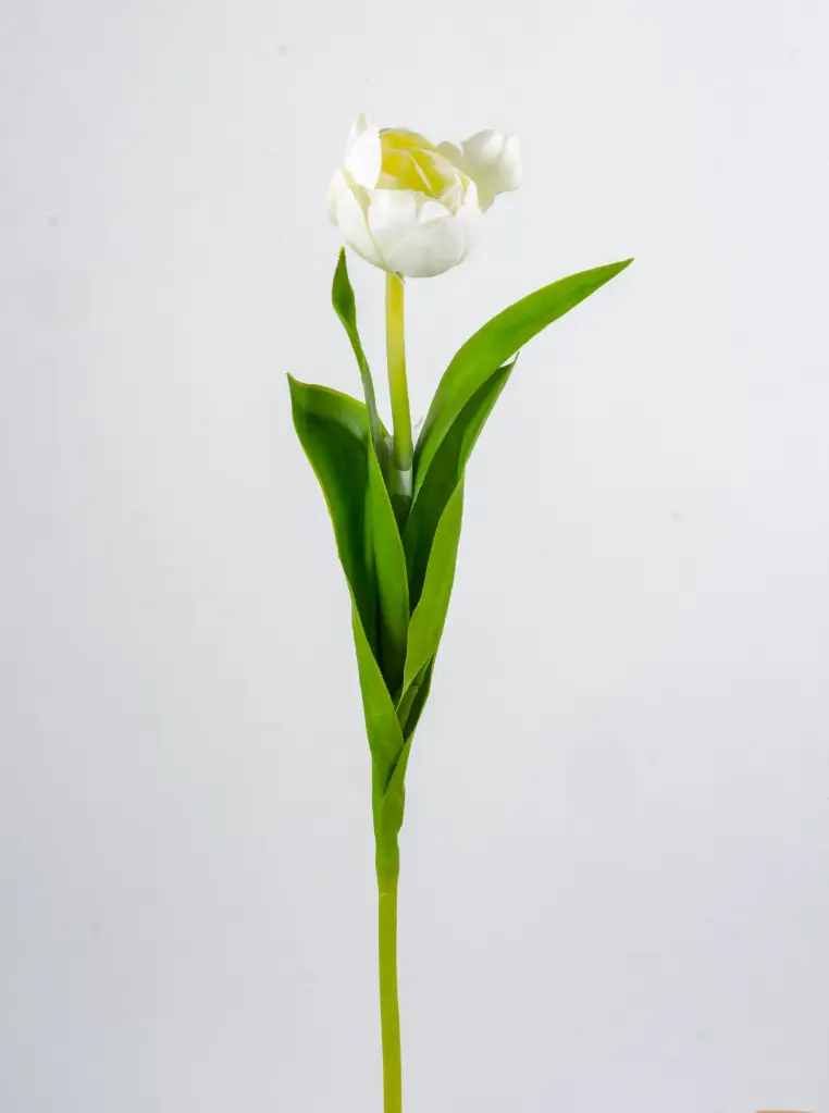 Tulip