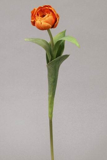Tulip