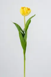 [9273-2] Tulip (Alternative 5)