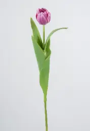 [9273-7] Tulip (Alternative 7)