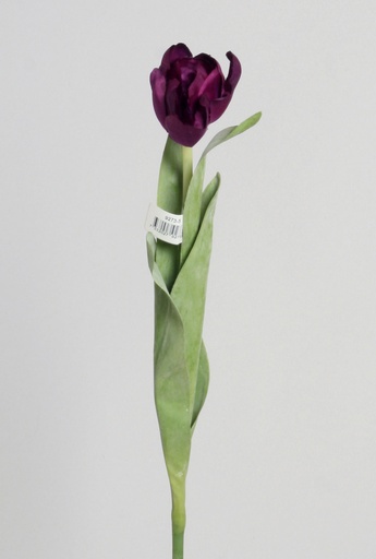 Tulip