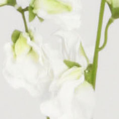 lathyrus