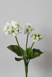 [6191-1] Primula (Alternative 1)