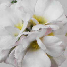 Primula
