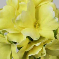 Primula