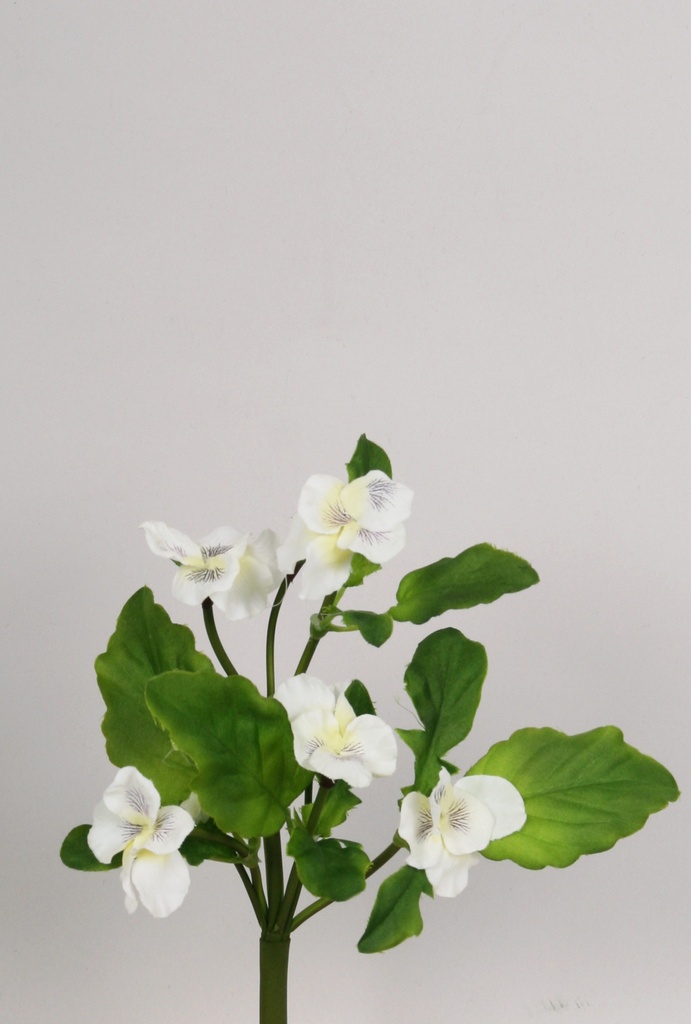 Pansy