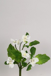 [7096-1] Pansy (Alternative 1)