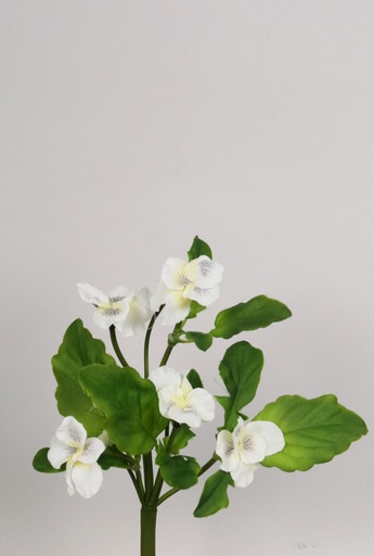 Pansy