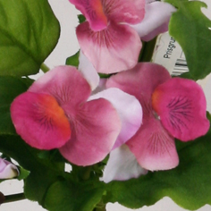 Pansy