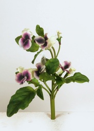 [7096-2] Pansy (Alternative 4)