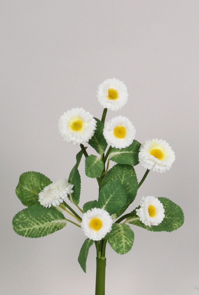 Bellis
