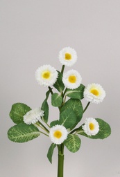 [7095-1] Bellis (Alternative 1)
