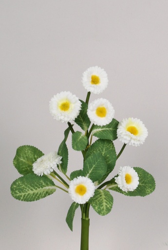 Bellis
