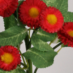 [7095-3] Bellis (Alternative 3)