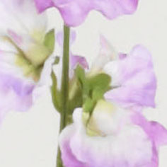 lathyrus