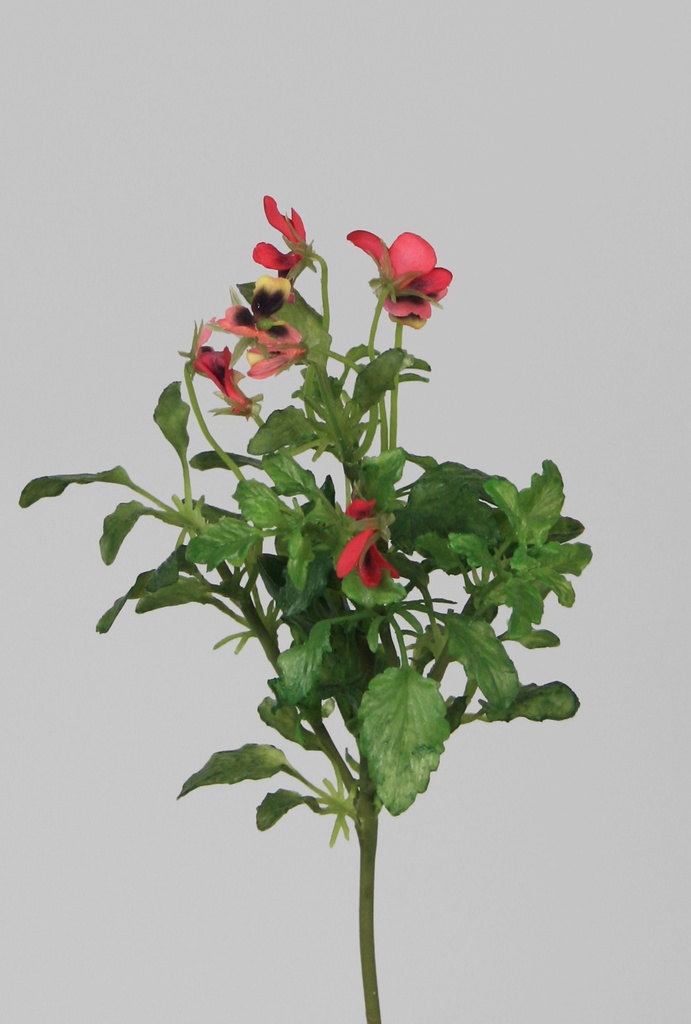 Viola