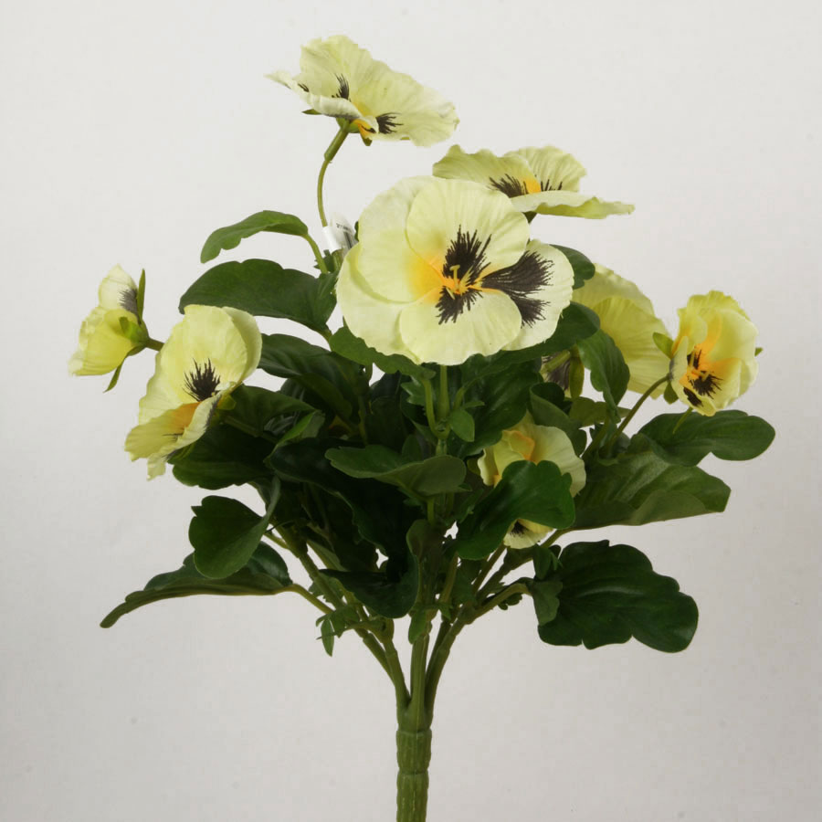 Pansy