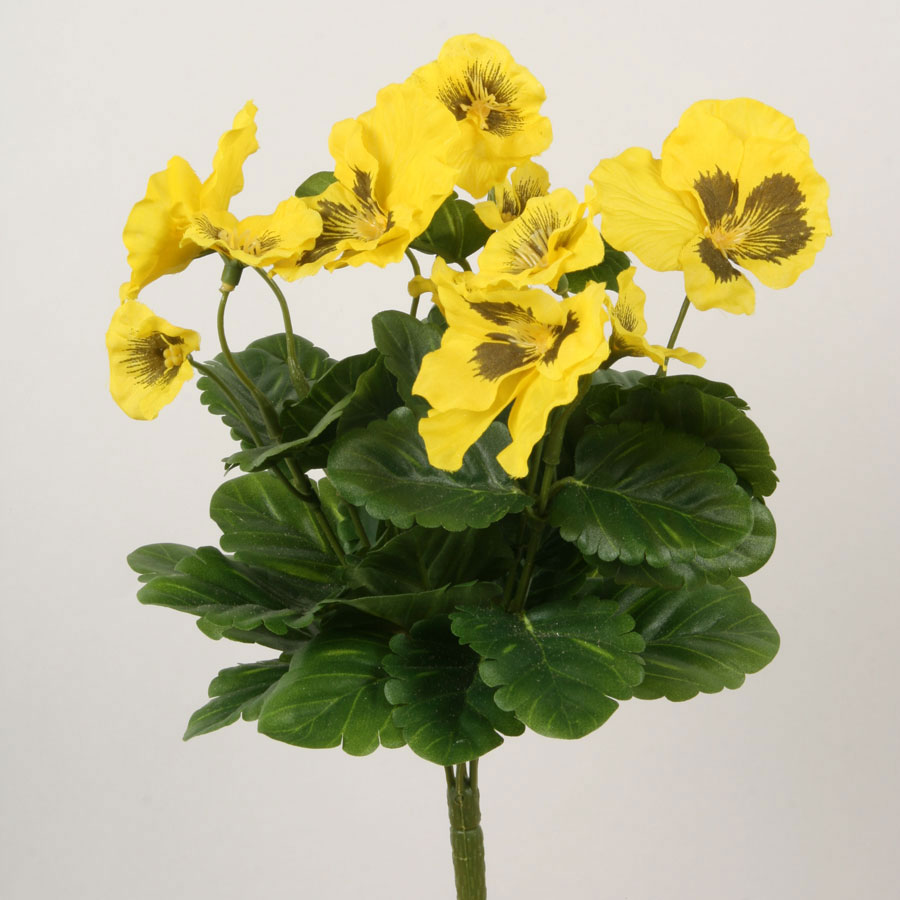 Pansy