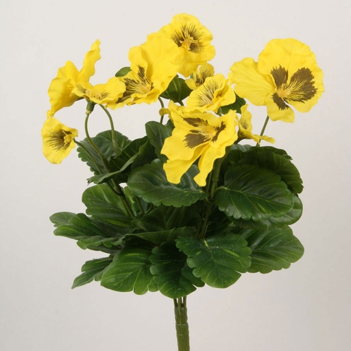 Pansy