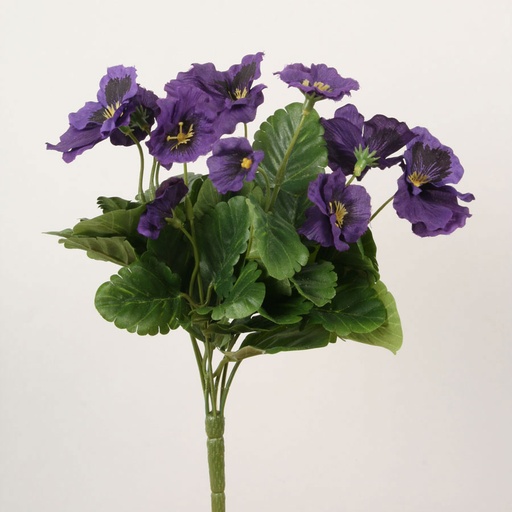 Pansy