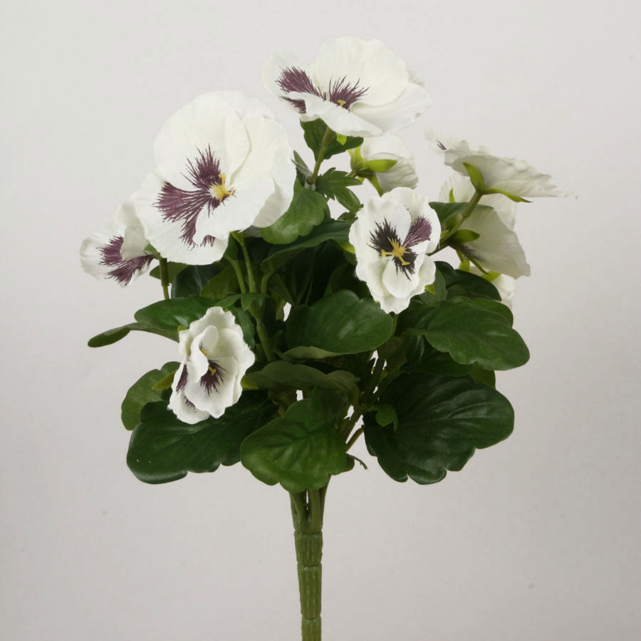 Pansy