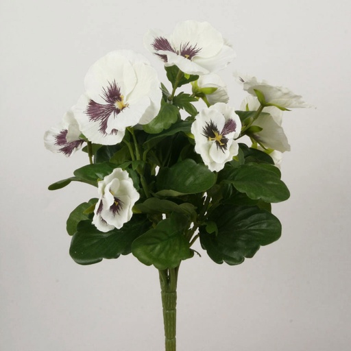 Pansy