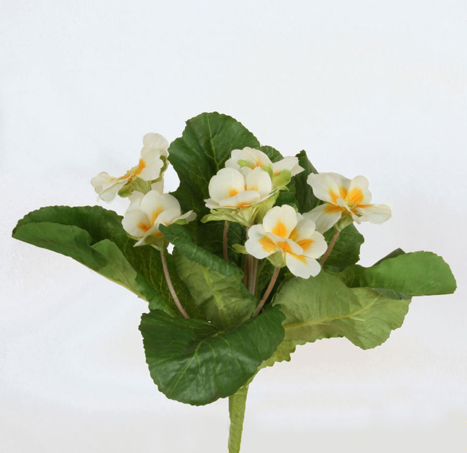 Primula