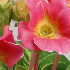 Primula