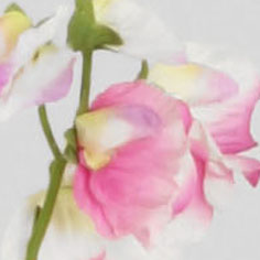 lathyrus