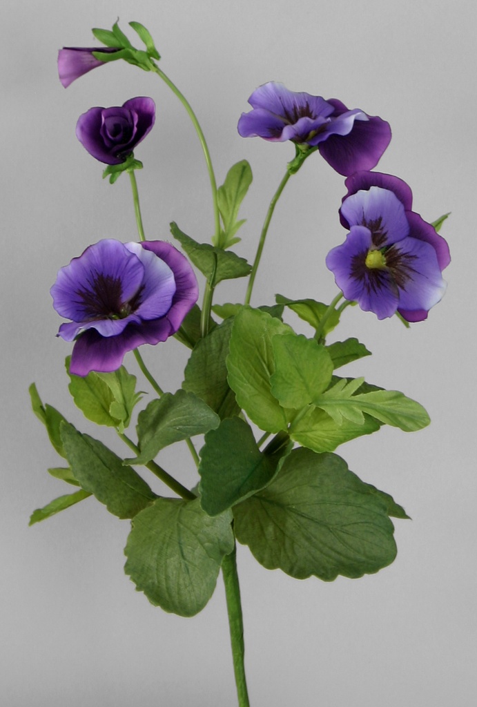 Pansy
