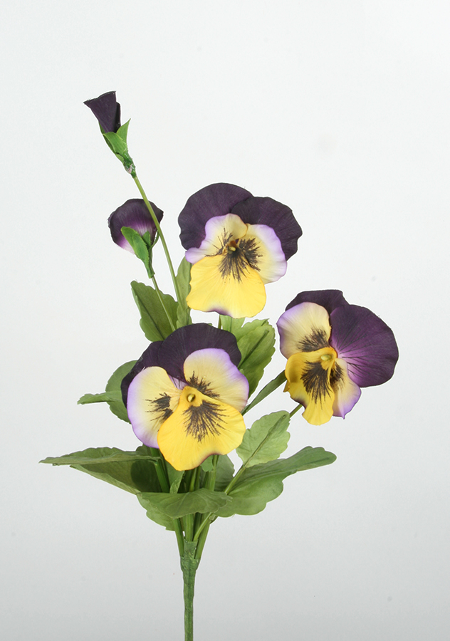Pansy