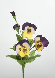 [6522] Pansy (Alternative 2)