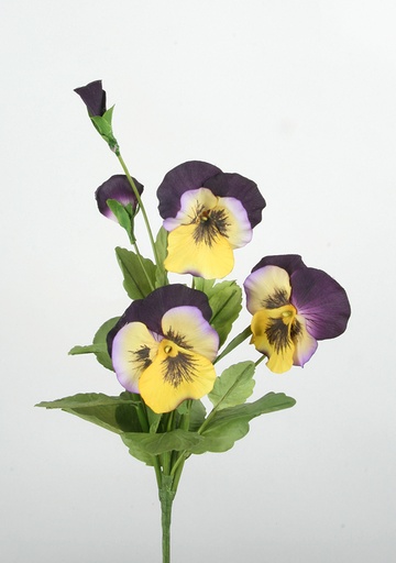 Pansy