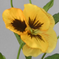 [6523] Pansy (Alternative 3)