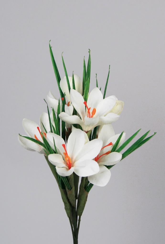 Crocus
