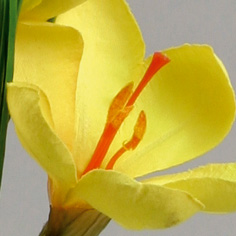 [638-3] Crocus (Alternative 2)