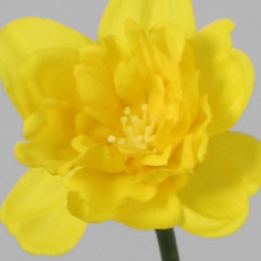 Narcissus