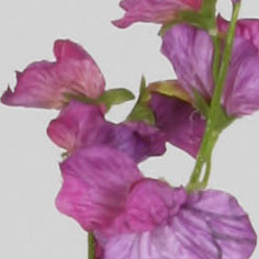 lathyrus