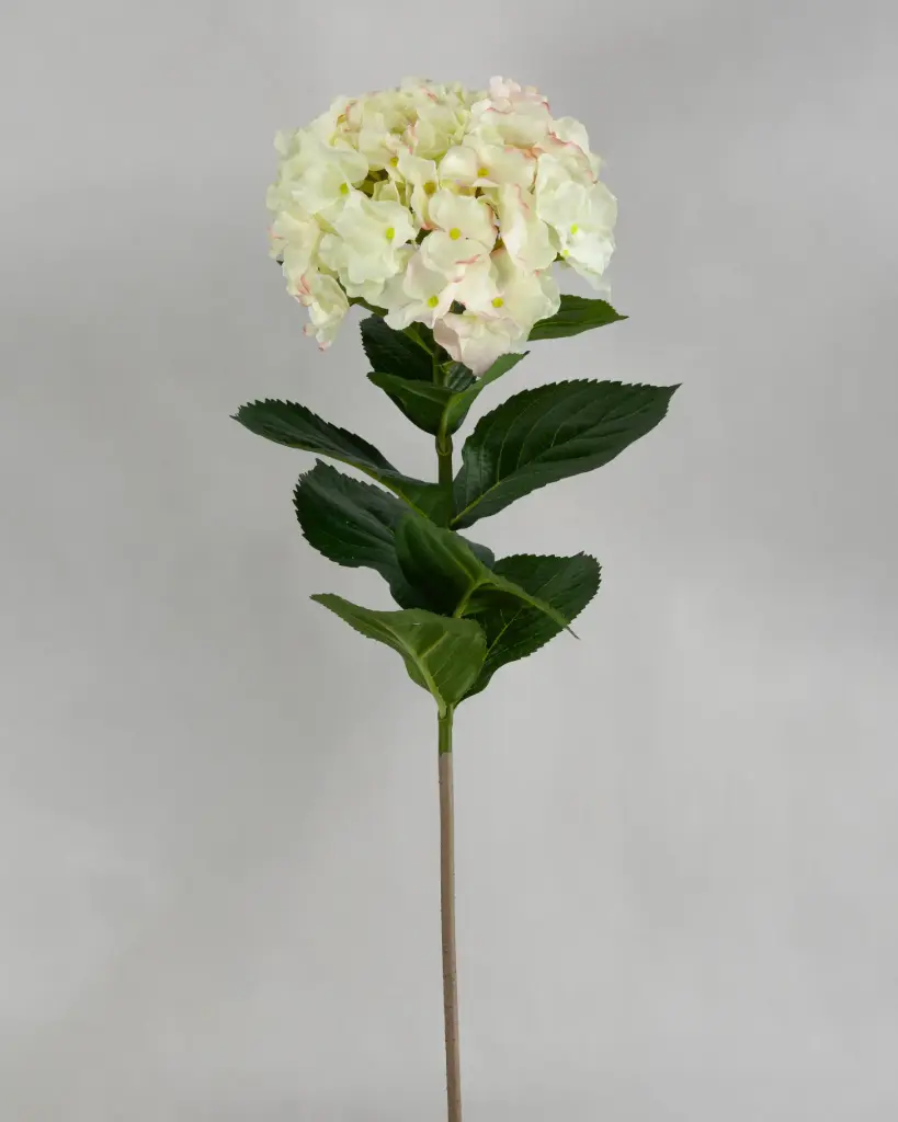 Hydrangea