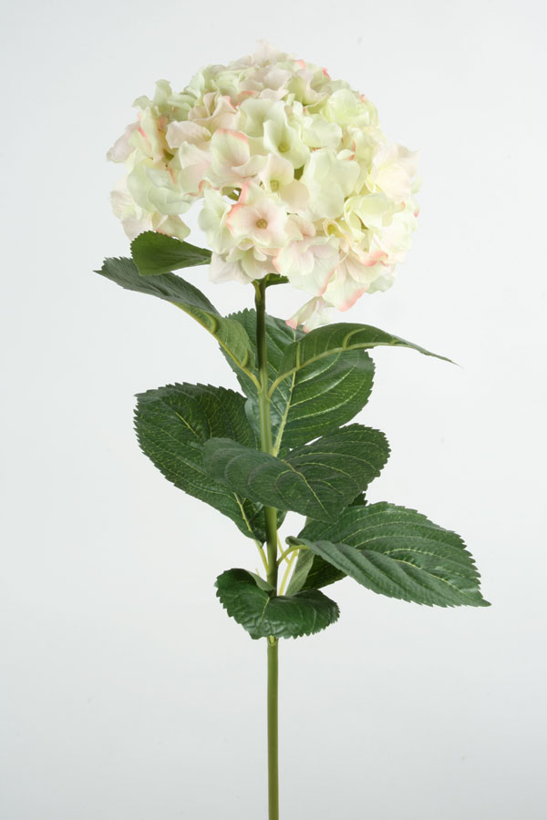 Hydrangea