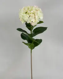 [9582-37] Hydrangea (Alternative 1)