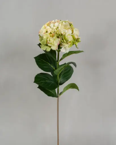 Hydrangea