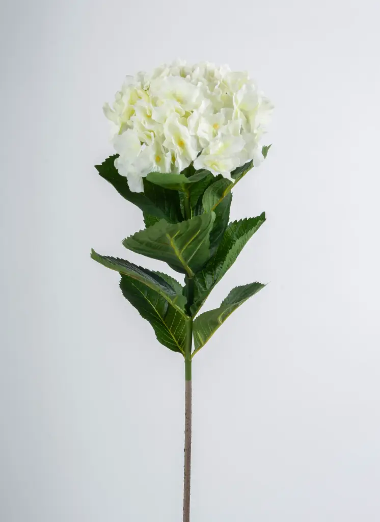 Hydrangea