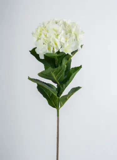 Hydrangea