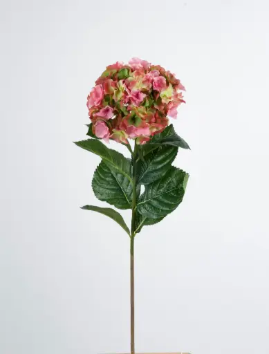 Hydrangea