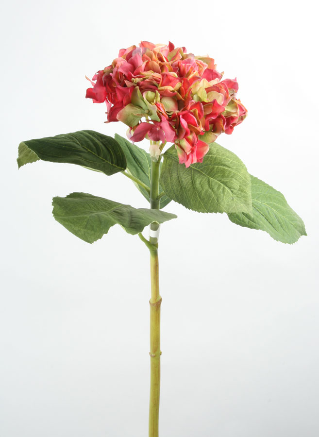 Hydrangea