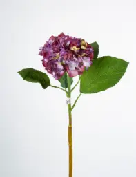 [9971-3] Hydrangea (Alternative 3)