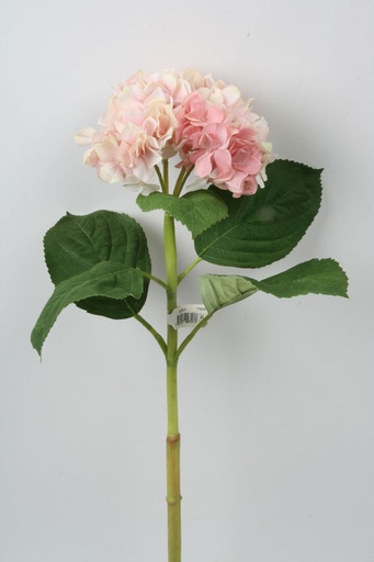 Hydrangea
